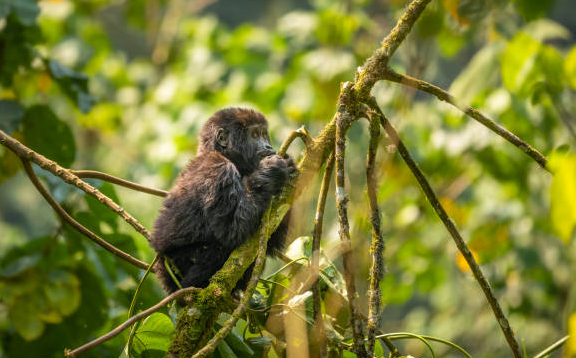 young chimpanzee feeding on foliage