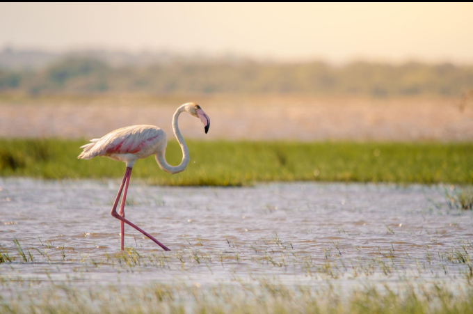 South Africa birding tours in KwaZulu-Natal