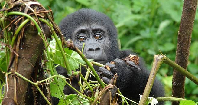 gorilla feeding on tree shoots