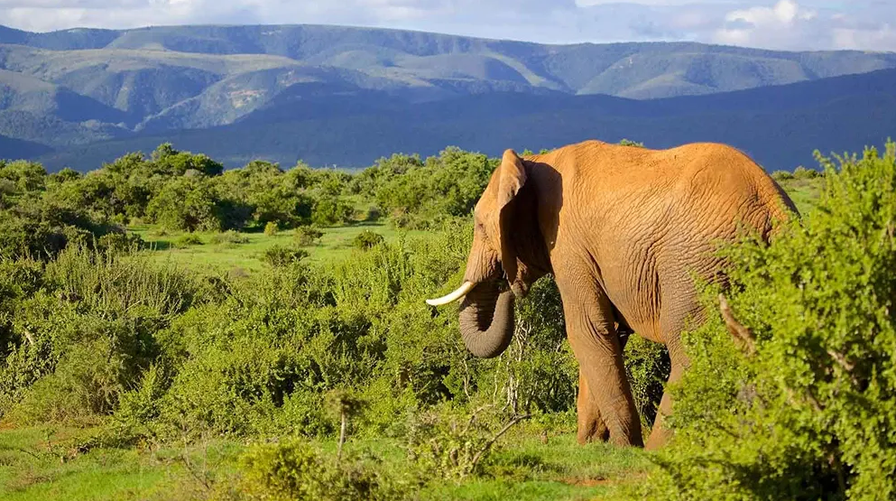 Addo Elephant National Park safari with African elephants in South Africa