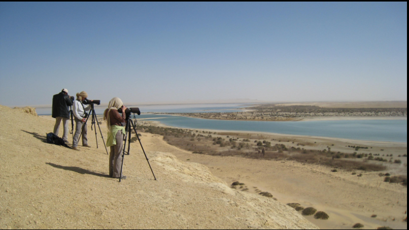 Wildlife photographers on an Egypt birding tour