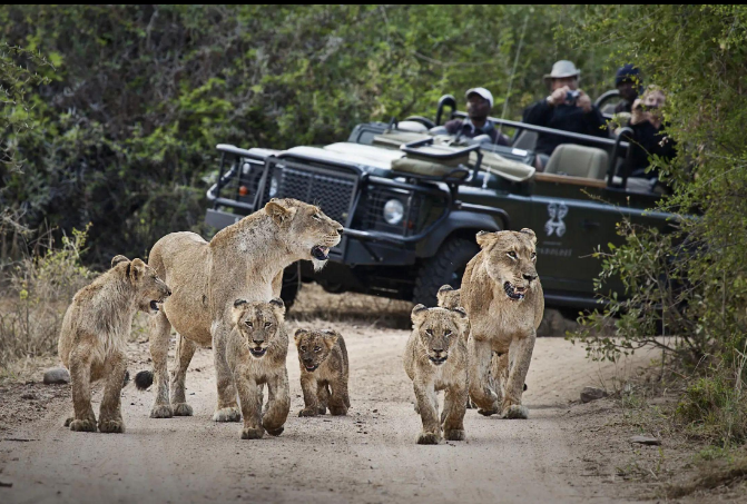 Best time to visit Kruger National Park for an African safari