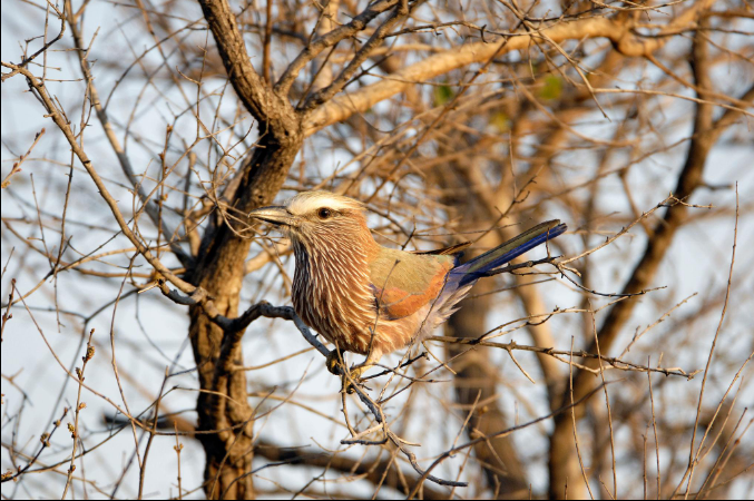 South Africa birding tours in a wildlife safari destination