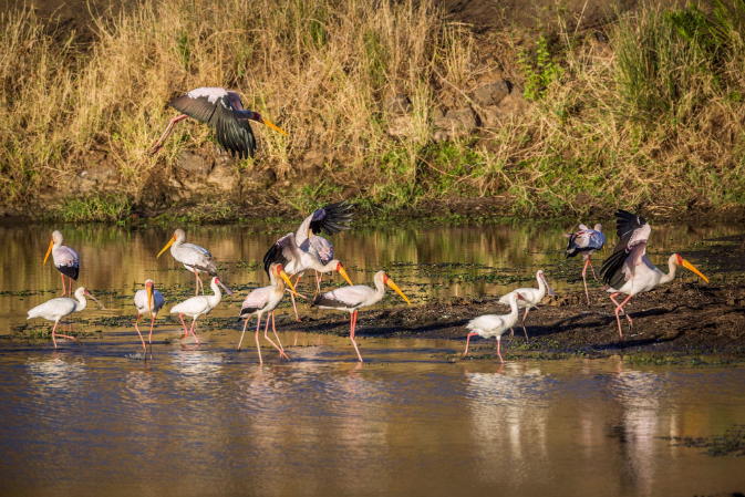 Best time to visit Kruger National Park for a budget safari