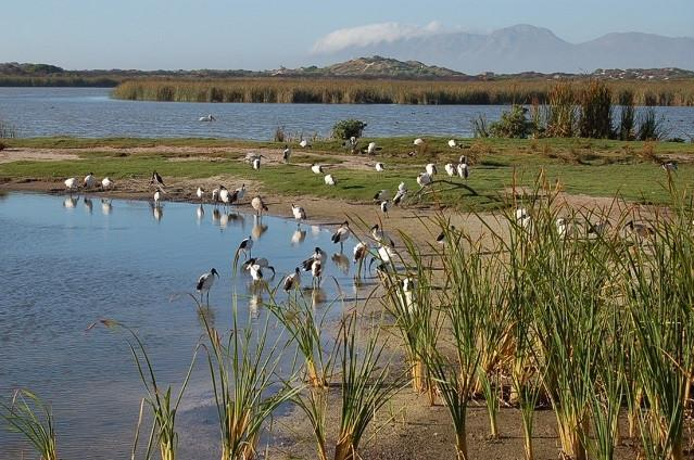 South Africa birding tours in Western Cape