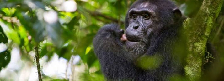 a chimp spotted during a trek