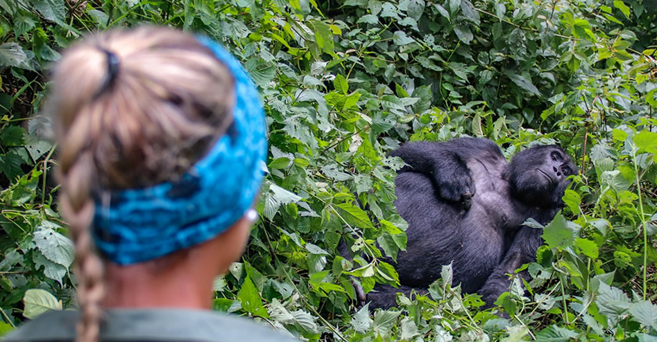 close tourist encounter with a mountain gorilla