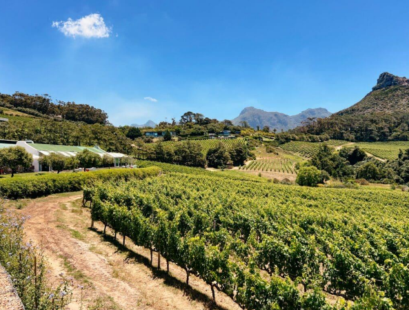 Constantia vineyards near Cape Town South Africa wine tours