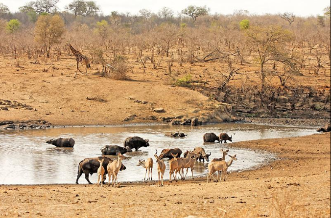 Best time to visit Kruger National Park during the dry season