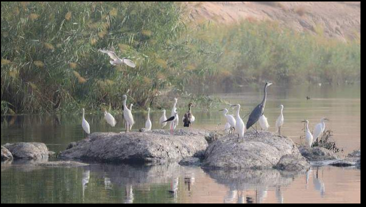 Birdwatching in Wadi El Rayan Egypt wildlife tour
