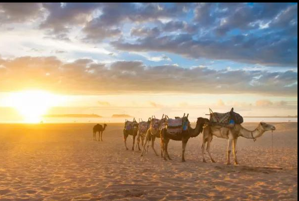 Camel caravan during an Egypt desert safari in the White Desert at sunrise