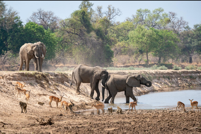 Family safari viewing elephants in Kruger National Park