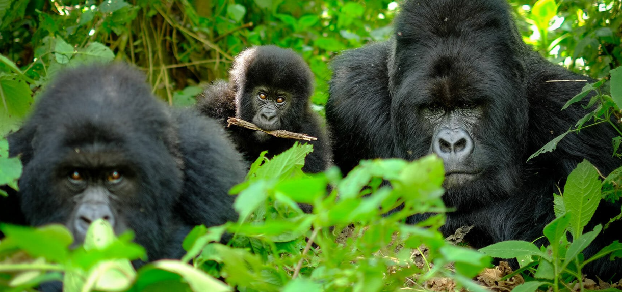 mountain gorilla family near a silverback gorilla in the wild in Rwanda