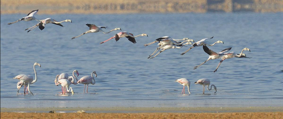 Egypt Wildlife and Birding Tours with flamingos in the Fayoum wetlands
