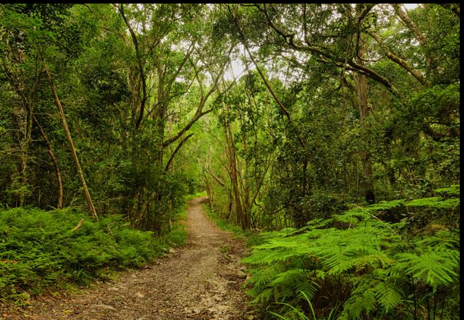 Garden Route South Africa indigenous forest hiking trail