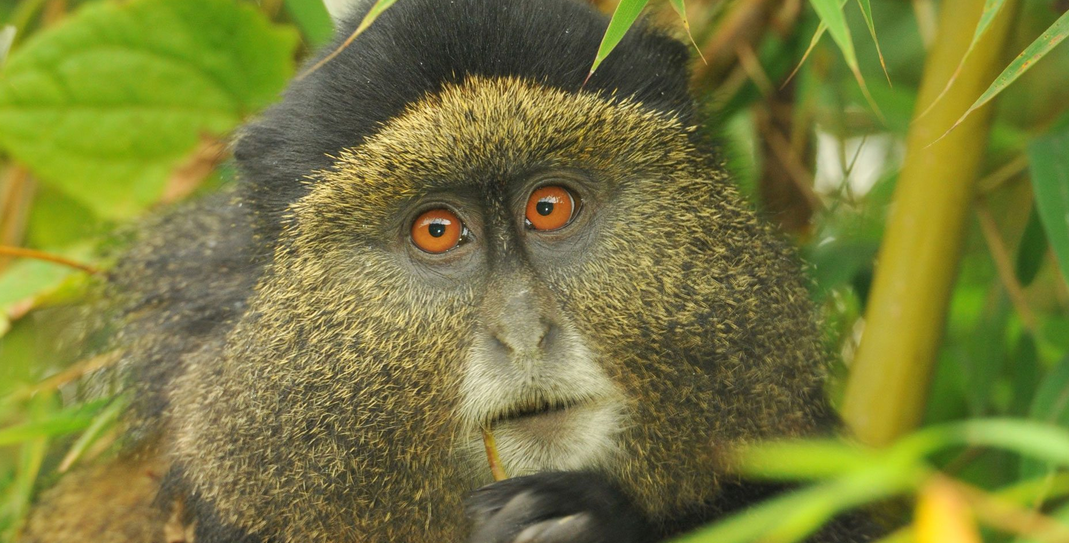 a golden monkey feeding on a bamboo shoot