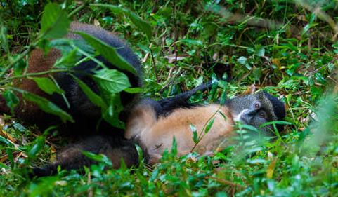 golden monkey habituation