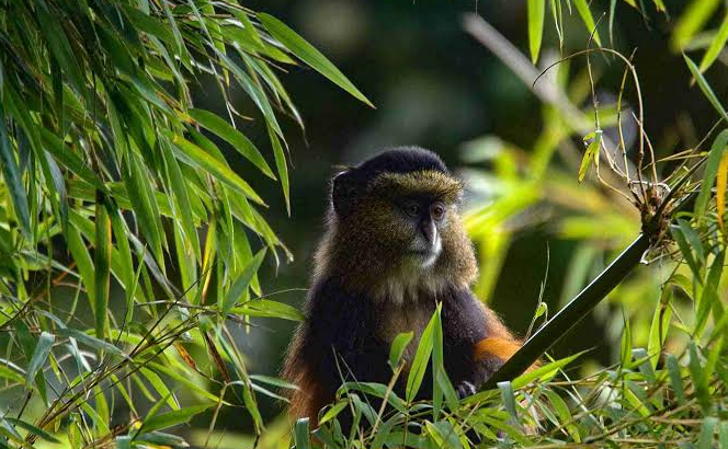 golden monkey trekking in mgahinga