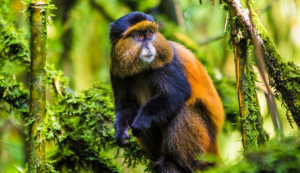 golden monkey in rwanda's volcanoes national park