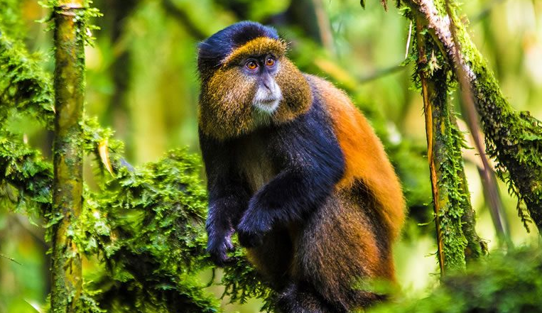 golden monkey in rwanda's volcanoes national park