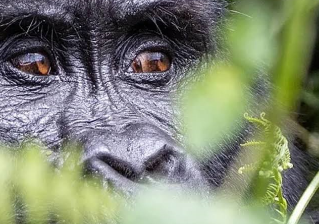 a male gorilla during a hiking trail