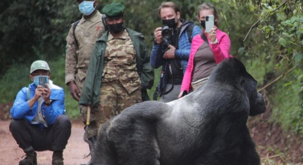 tourist-spotted-in-ruhijja-gorilla-sector