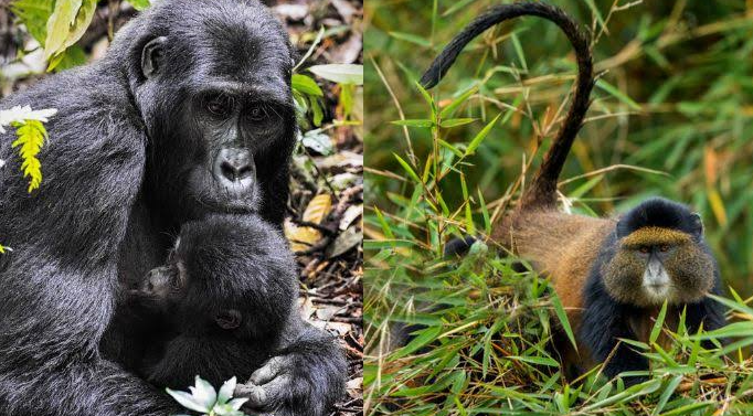 gorilla trek vs golden monkey trek side by side comparison in Rwanda