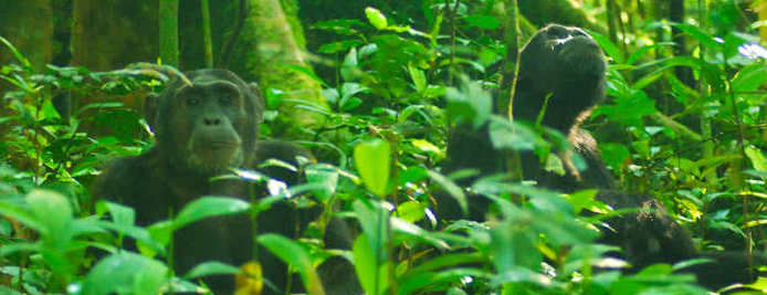 gorilla trekking bwindi