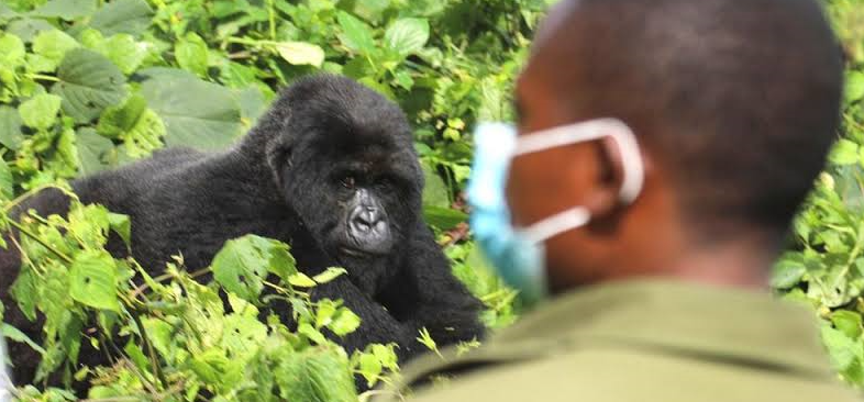Gorilla Trekking Fitness: How to Prepare for Volcanoes National Park
