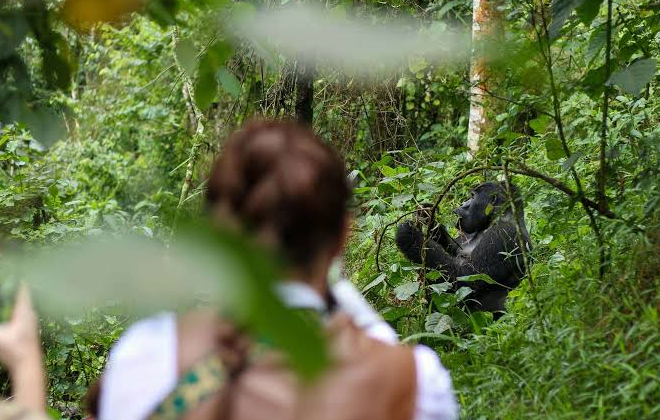 a tourist trekking gorillas in uganda