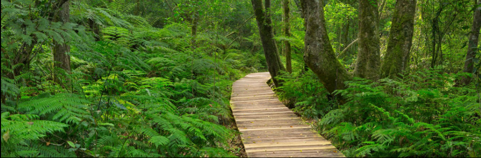 Tsitsikamma forest adventure on the Garden Route South Africa