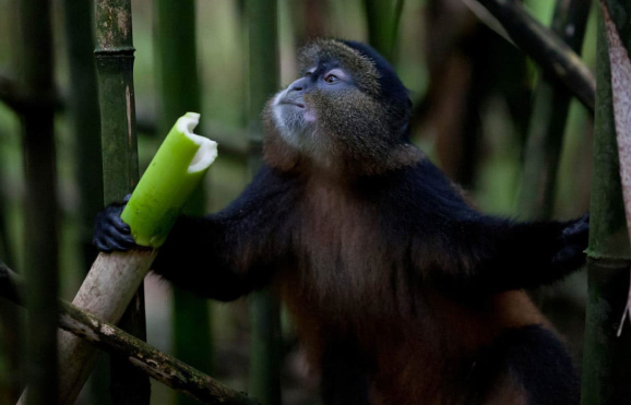 golden monkey habituation rwanda