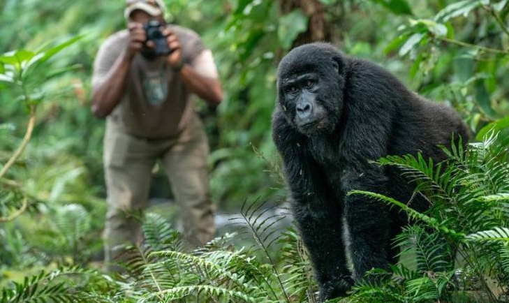 gorilla habituation uganda