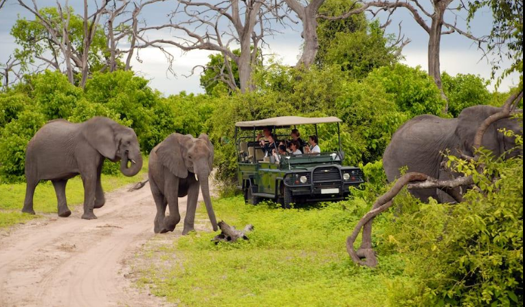 South Africa safari budget African elephants Kruger National Park