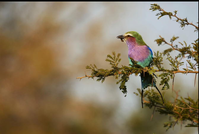 South Africa birding tours in a wildlife safari destination