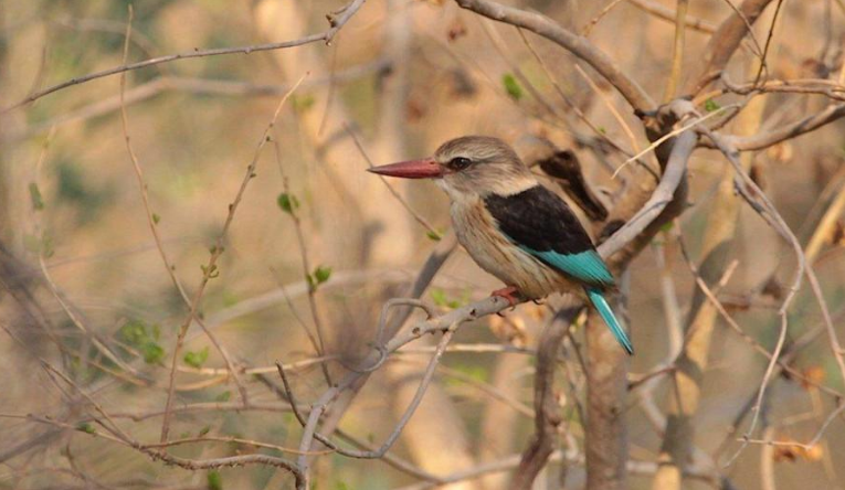 South Africa birding tours in Limpopo Province