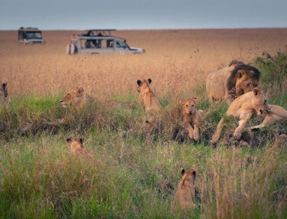 Kenya safari in Maasai Mara National Reserve wildlife