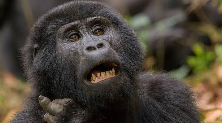 uganda-gorilla-permit-price-2026