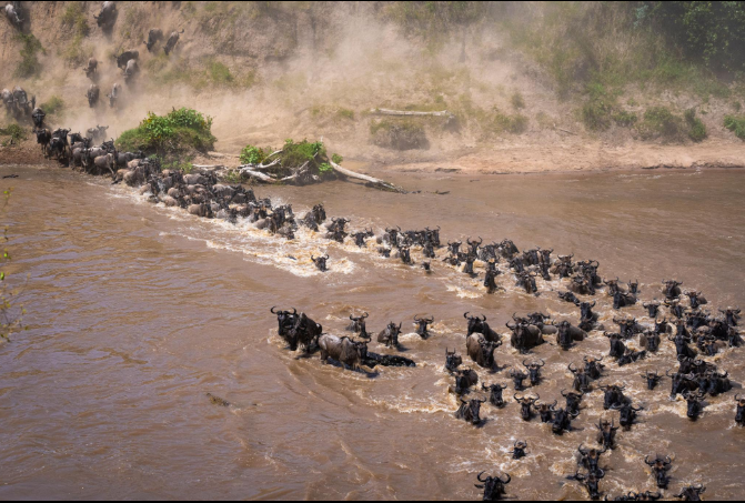 Kenya Great Migration wildebeest safari in Maasai Mara