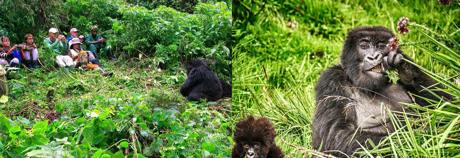 Mother gorilla nursing infant during gorilla trek in Volcanoes National Park experience