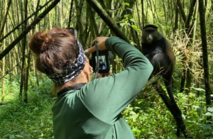 a tourist taking camera photos of a golden monkey during atrek
