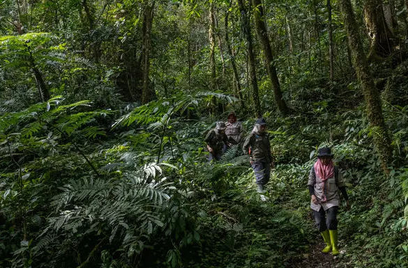 Ranger guiding group through forest on gorilla trek in Volcanoes National Park