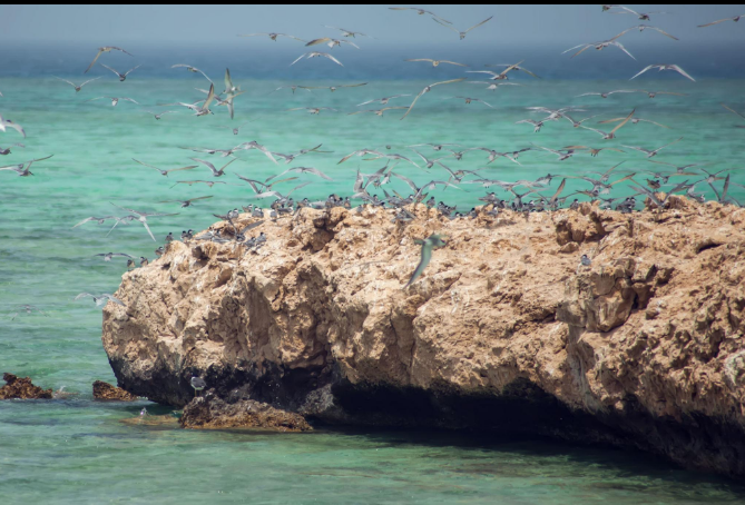 Red Sea seabirds on Egypt wildlife and birding tours