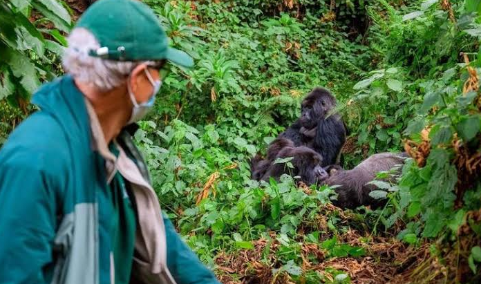close encounter in rwanda's volcanoes national park