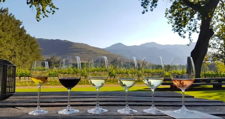 South Africa wine tasting at a vineyard
