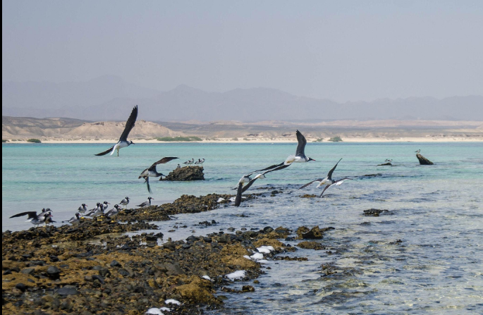 Egypt birding tours along the Red Sea coast