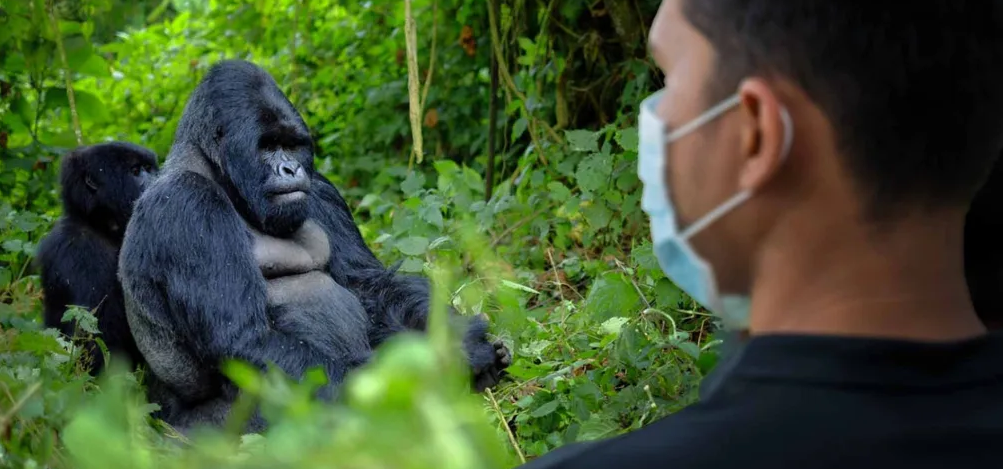 a tourist close encounter with a silver back