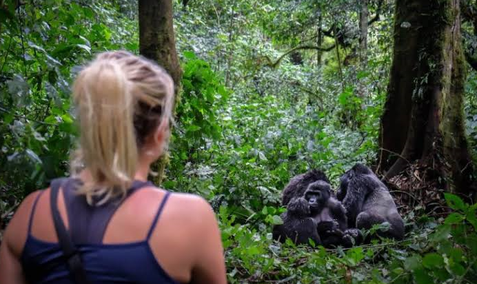 silverback gorilla in the wild resting in Bwindi Impenetrable Forest