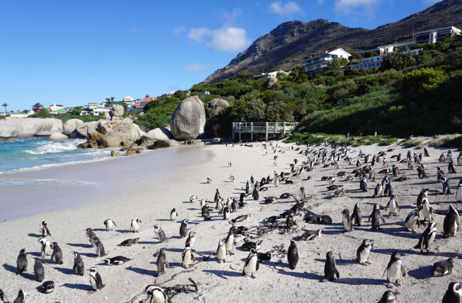 Cape Town Travel Guide – Best beaches in Cape Town