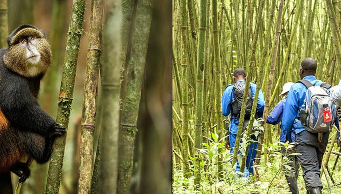 travelers being led by guides during a golden monkey expedition